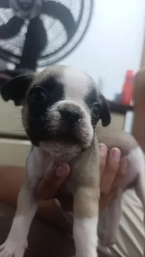 Buldogue frances 