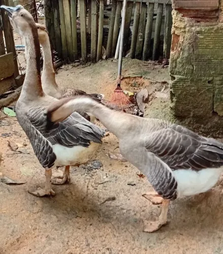 Casal de ganso