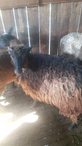 Borrego preto capado com aspa aceito cartão. 