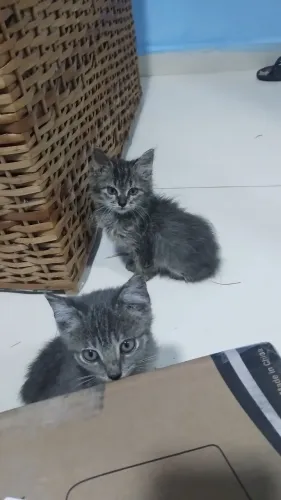 Gatinhos filhotes para adoção 