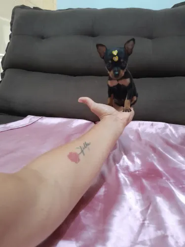 Pinscher zero 0 canelinha seca fêmea puríssima 