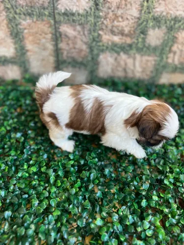 Filhote de shih tzu