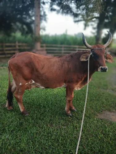 Vacas