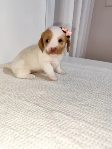 Filhotes de dachshund com shih tzu
