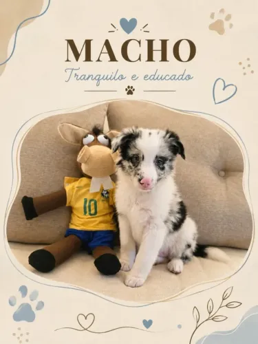 Filhotes de Border Collie
