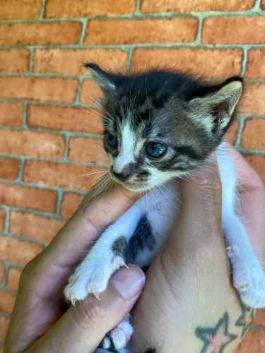 Gata para doação