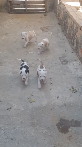 Pitbull puro