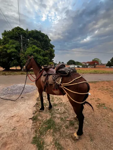 Égua manga larga paulista muito mansa sem defeito 4 anos de macha picada ou batida
