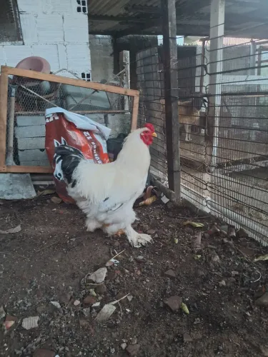 Galos brahma
