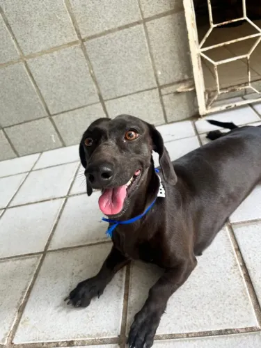 Doação cachorro salsicha