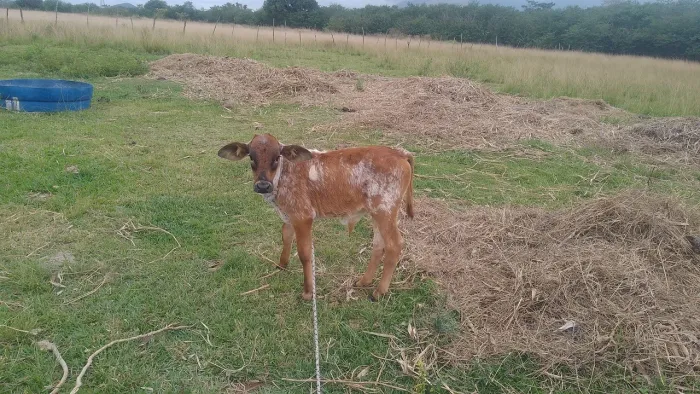Vendo bezerro meio sangue girolando macho