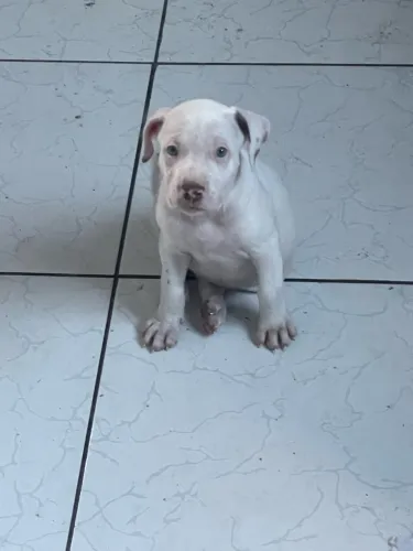 Cachorro