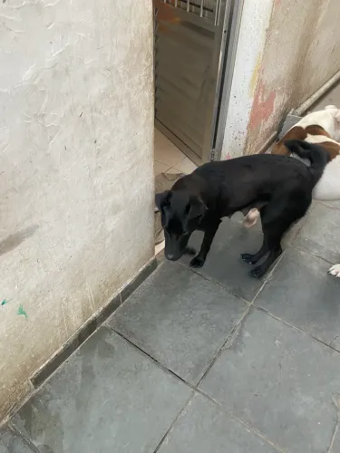 Doasse cachorra