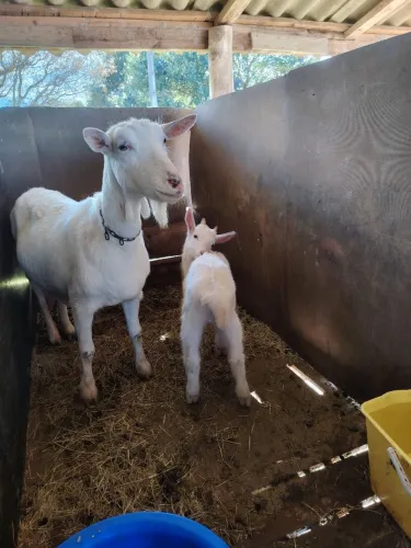 Cabra + Cabritinho 