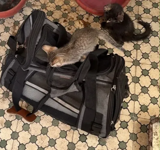 Adote um gatinho, ajude a salvar uma vida animal