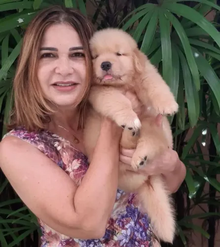 Filhotes de Golden Retriever com pedigree CBKC