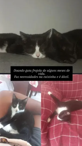 Doação de gata frajola