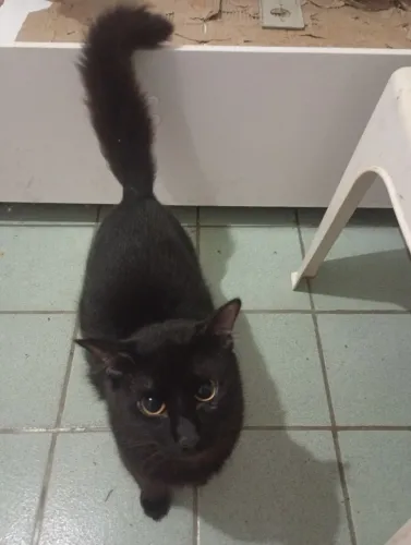 Gatos para doação 
