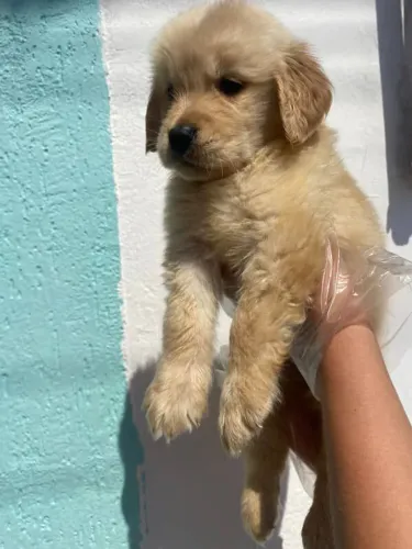 Filhote Golden Retriever, Um novo companheiro para todos os momentos!