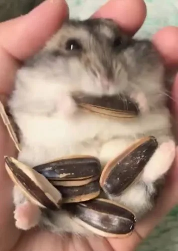 Hamister 