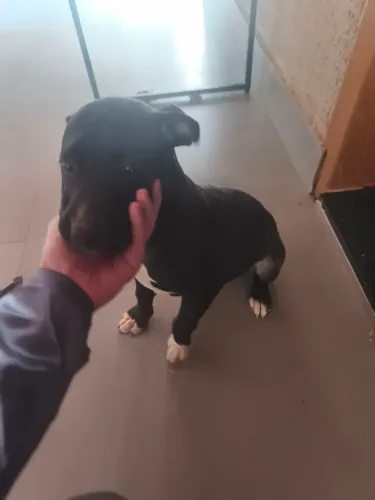 Doação Cachorro