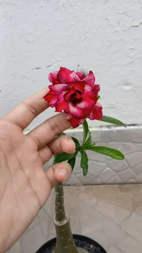 Rosa do deserto Adenium Obesum, enchertada.