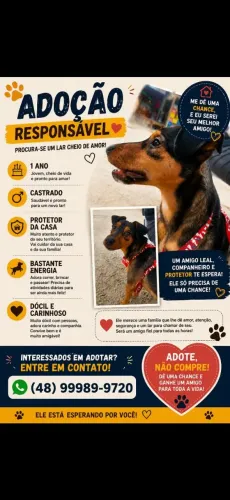 Adoção cachorro macho 
