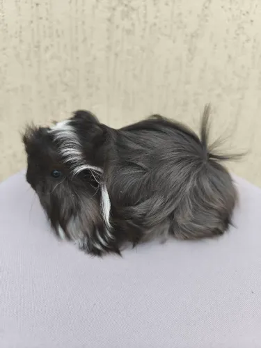 Porquinho da índia de pelos longos