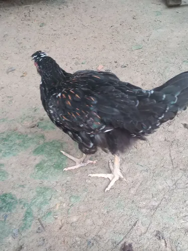 V/ duas frangas gsb original 