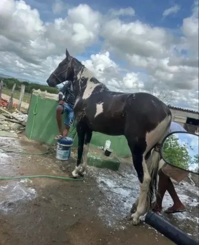 Cavalo Mangalarga Marchador 