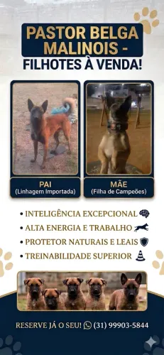 Filhotes de Pastor Belga Malinois à venda!