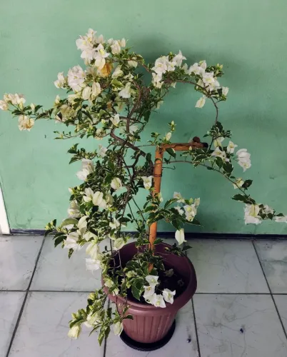 Planta Buganville Variegata branca