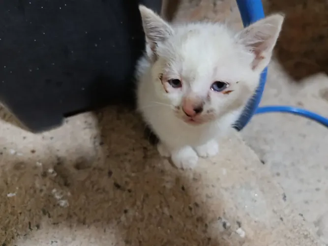 Doa -se Gatos mestiço siamês