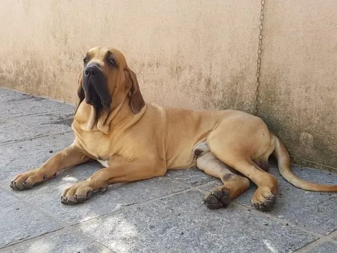 Cachorro Fila brasileiro