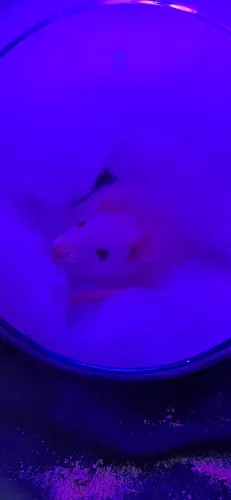 Rato Twister macho