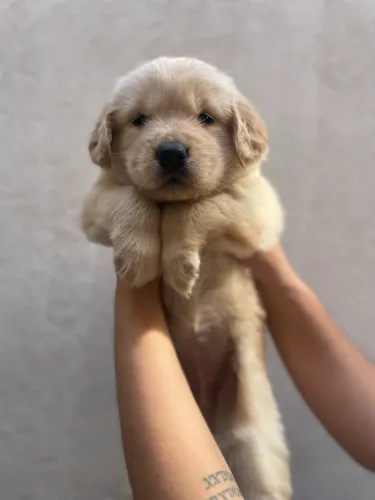 Filhote Golden Retriever 