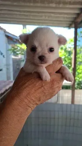 Chihuahua pelo longo macho disponível