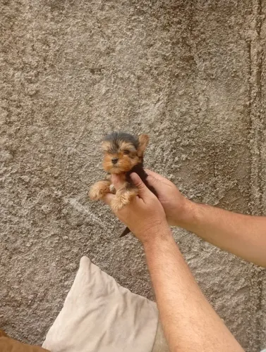 Pinscher e Yorkshire criados com carinho