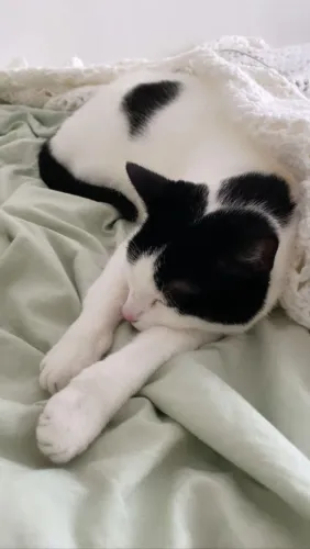 Estou doando filhotes de gato
