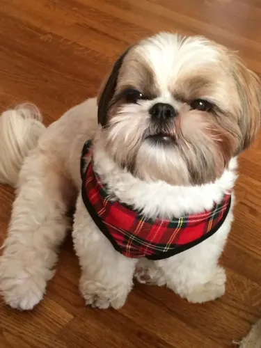 FILHOTES DE SHIH-TZU MICRO À DISPOSIÇÃO