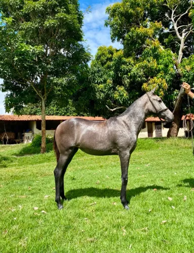 Potra mangalarga registrada