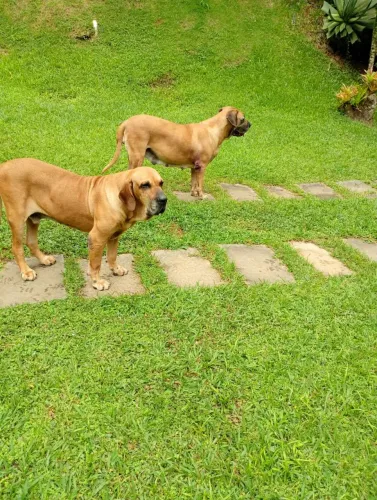 Cachorros Filhotes Fila Brasileiro