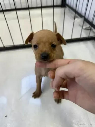 Filhotinhos Pinscher/Pincher de Sangue Puro Macho e Fêmea com Garantias