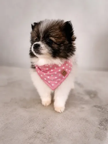 Spitz alemão 