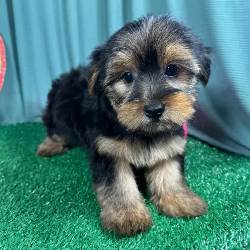 Yorkshire Terrier: O parceiro ideal para encher sua casa de vida 