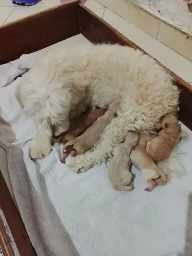 Vendo filhotes de poodle