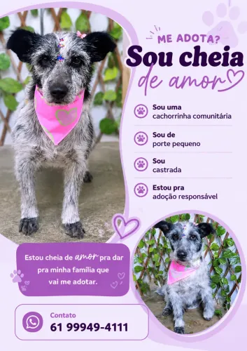 Cachorra