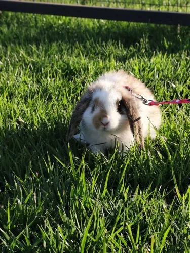Coelha mini lop