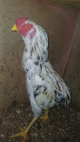 Galo Índio crista bola