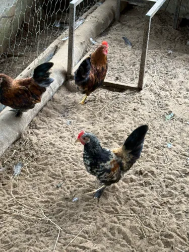 Vendo galo anão 